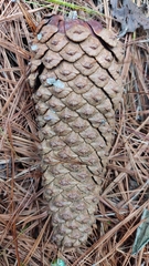 Pinus montezumae