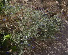 Anchusa azurea