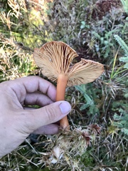 Infundibulicybe squamulosa