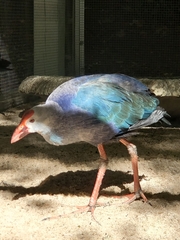 Porphyrio