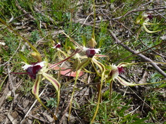 Caladenia tentaculata