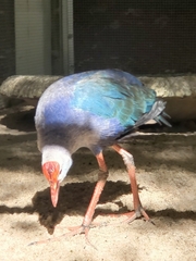 Porphyrio