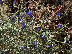 Anchusa azurea
