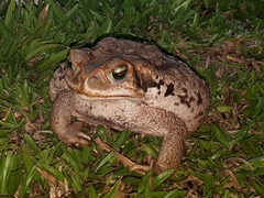Rhinella diptycha