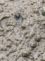 Amphibola crenata
