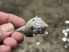 Sinistrofulgur pulleyi