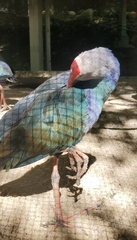 Porphyrio