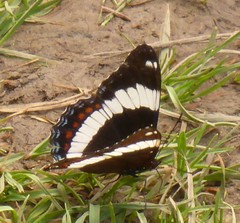 Limenitis arthemis rubrofasciata
