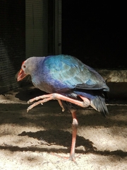 Porphyrio