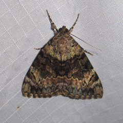 Catocala desdemona