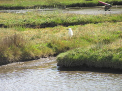Egretta garzetta garzetta