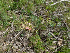 Caladenia tentaculata