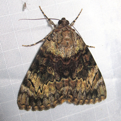 Catocala desdemona