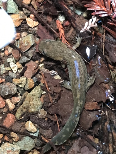 Pacific Giant Salamander