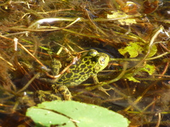 Lithobates septentrionalis