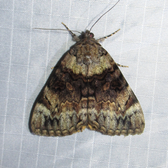 Catocala desdemona