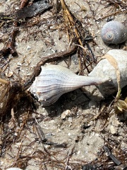 Sinistrofulgur pulleyi