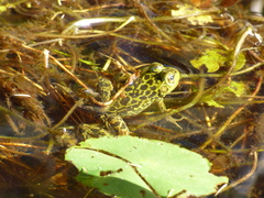 Lithobates septentrionalis