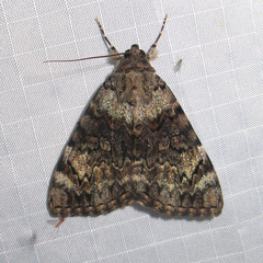 Catocala desdemona