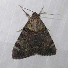 Catocala desdemona