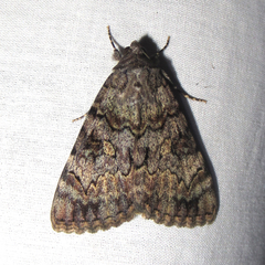 Catocala desdemona