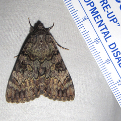 Catocala desdemona