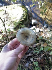 Lactarius chelidonium