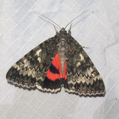 Catocala grotiana