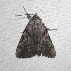 Catocala verrilliana