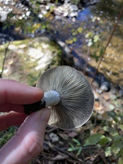 Lactarius chelidonium