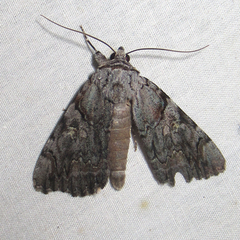 Catocala verrilliana