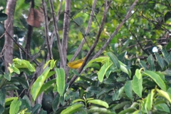 Setophaga petechia