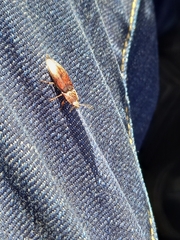 Elateridae