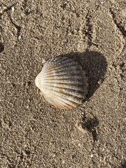 Cardiidae