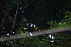 Setophaga petechia