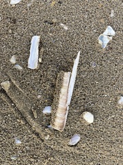 Ensis
