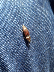 Elateridae
