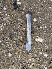Ensis