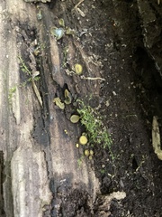 Chlorencoelia versiformis