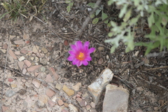 Ariocarpus kotschoubeyanus