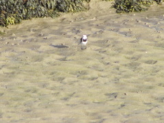 Motacilla alba yarrellii