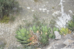 Agave shawii shawii