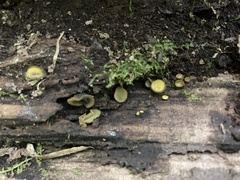 Chlorencoelia versiformis