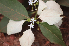 Coelospermum decipiens