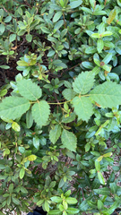 Causonis japonica