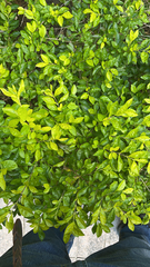 Duranta erecta