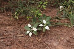 Coelospermum decipiens