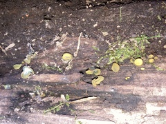 Chlorencoelia versiformis