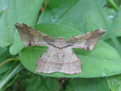 Krananda latimarginaria