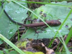 Takydromus tachydromoides